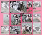 Small Photo #5 Great Dane Puppy For Sale in CORONA, CA, USA