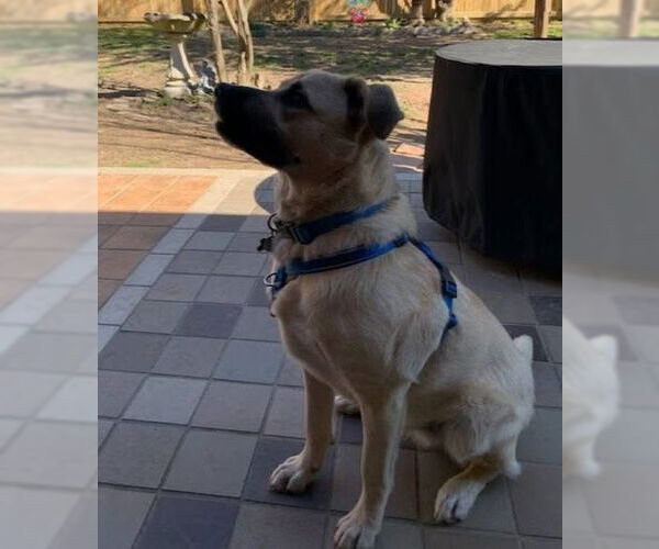 Medium Photo #4 Black Mouth Cur-Labrador Retriever Mix Puppy For Sale in Alexander, AR, USA