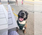 Small #46 Boxer Mix