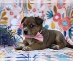 Small Photo #3 Australian Cattle Dog Puppy For Sale in LANCASTER, PA, USA