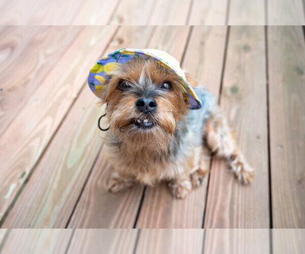 Medium Photo #9 Mutt Puppy For Sale in Mundelein, IL, USA
