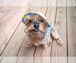 Small #8 Mutt