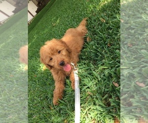 Goldendoodle Puppy for sale in AUSTIN, TX, USA