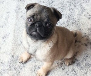 Pug Puppy for sale in SAINT PAUL, MN, USA