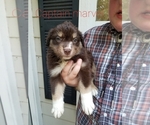 Puppy Captain Marvel Australian Shepherd