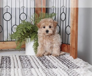 Maltipoo Puppy for sale in NAPLES, FL, USA