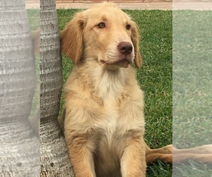 Golden Retriever Puppy for sale in SANTA ANA, CA, USA