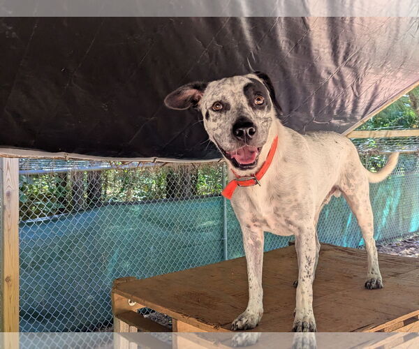 Medium Photo #2 Mutt Puppy For Sale in McCormick, SC, USA