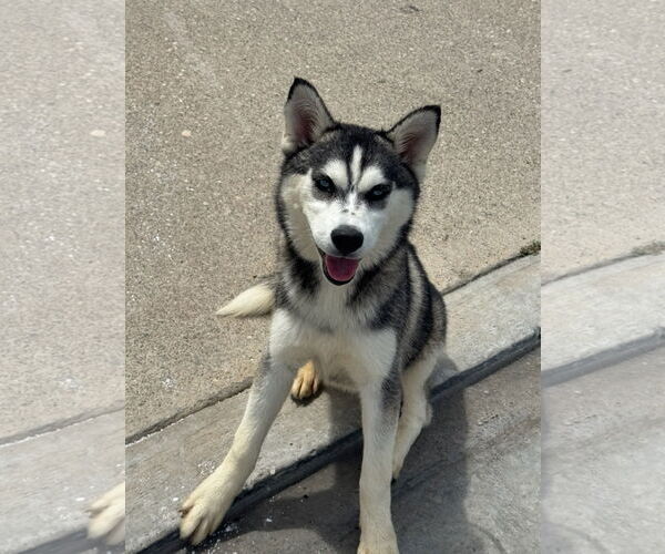Medium Photo #6 Alaskan Malamute-Huskies  Mix Puppy For Sale in Newport Beach, CA, USA