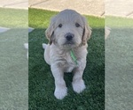 Puppy Green Goldendoodle