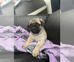 Small Photo #8 Pug Puppy For Sale in LITTLE FALLS, NJ, USA