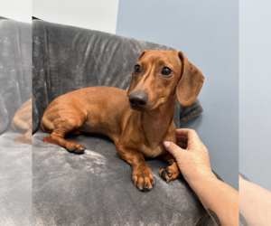 Dachshund Dogs for adoption in Weston, FL, USA