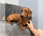 Small Dachshund