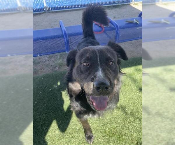 Medium Photo #2 Border Collie-Unknown Mix Puppy For Sale in HESPERIA, CA, USA