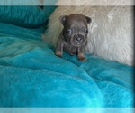Small #3 French Bulldog