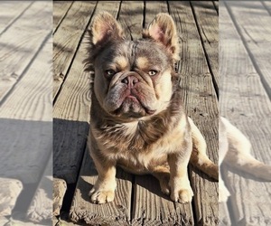 Father of the French Bulldog puppies born on 08/03/2026