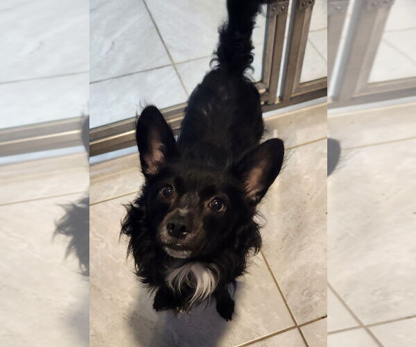 Medium Photo #1 Chihuahua-Unknown Mix Puppy For Sale in Walnutport, PA, USA