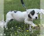 Small #1 Labrador Retriever