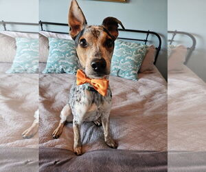 Mutt Dogs for adoption in Garden City, NY, USA