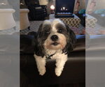 Small #1 Shih Tzu
