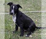 Small #3 Labrador Retriever Mix