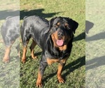 Small Photo #1 Rottweiler Puppy For Sale in AIKEN, SC, USA