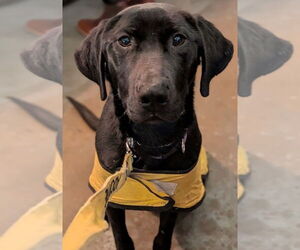 Labrador Retriever Dogs for adoption in garner, NC, USA