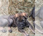 Small #10 German Shepherd Dog