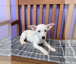 Small #1 Labrador Retriever Mix