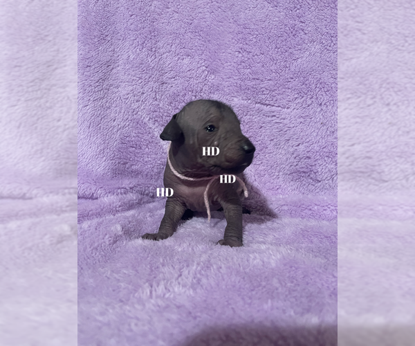 Medium Photo #6 Xoloitzcuintli (Mexican Hairless) Puppy For Sale in BRIDGEVILLE, CA, USA