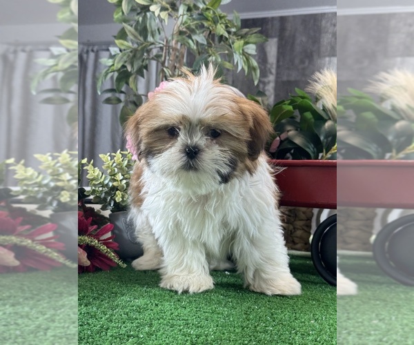 Medium Photo #3 Shih Tzu Puppy For Sale in CANOGA, NY, USA