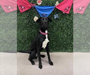 Labrador Retriever-Unknown Mix Dogs for adoption in Grasswood, Saskatchewan, Canada