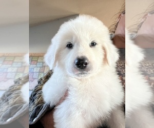 Great Pyrenees Puppy for sale in PHELAN, CA, USA