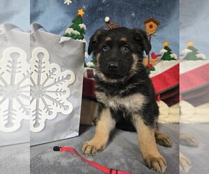 German Shepherd Dog Puppy for sale in WALHONDING, OH, USA