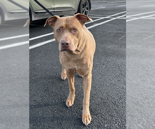 Medium Photo #3 American Pit Bull Terrier-Labrador Retriever Mix Puppy For Sale in Brewster, NY, USA