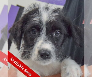 Mutt Dogs for adoption in Huntley, IL, USA