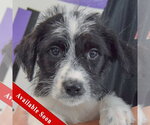 Small Mutt