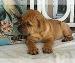 Small #9 American Staffordshire Terrier-Labrador Retriever Mix