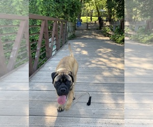 Boerboel Puppy for sale in BUFFALO, NY, USA