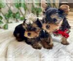 Small Photo #2 Yorkshire Terrier Puppy For Sale in PALO ALTO, CA, USA