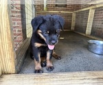Small #2 Rottweiler