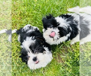 Shih Tzu Puppy for Sale in LAUREL SPGS, New Jersey USA
