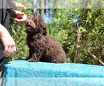 Small #23 ShihPoo