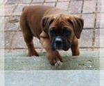 Small #7 Boxer