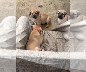 Boerboel Puppy for sale in BOWIE, MD, USA