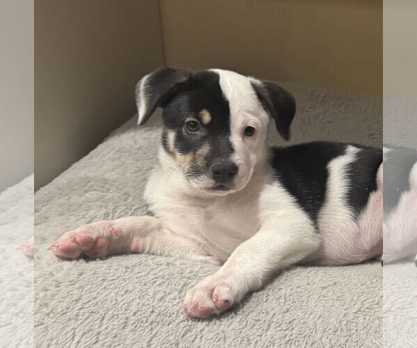 Medium Photo #1 Labrenees Puppy For Sale in Brooklyn Center, MN, USA