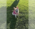 Small Photo #113 Pomsky Puppy For Sale in LOVELAND, CO, USA