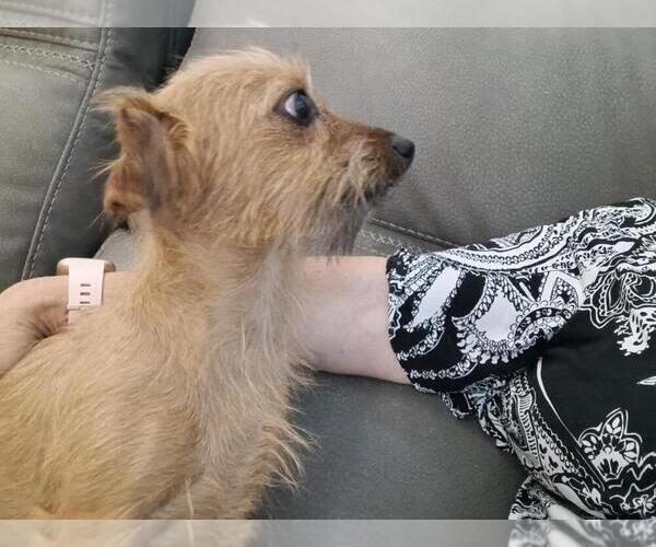 Medium Photo #3 Chihuahua-Unknown Mix Puppy For Sale in San Bernardino, CA, USA