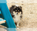 Small #3 Pomeranian