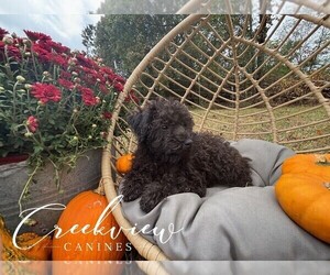 Medium Schnoodle (Miniature)